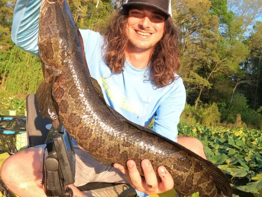 Chesapeake Channa