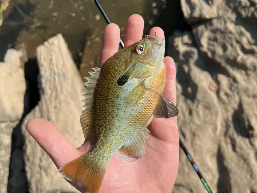 Maryland's Panfish