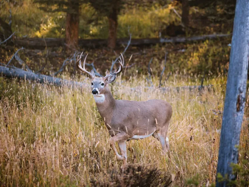 White-tailed Hunt