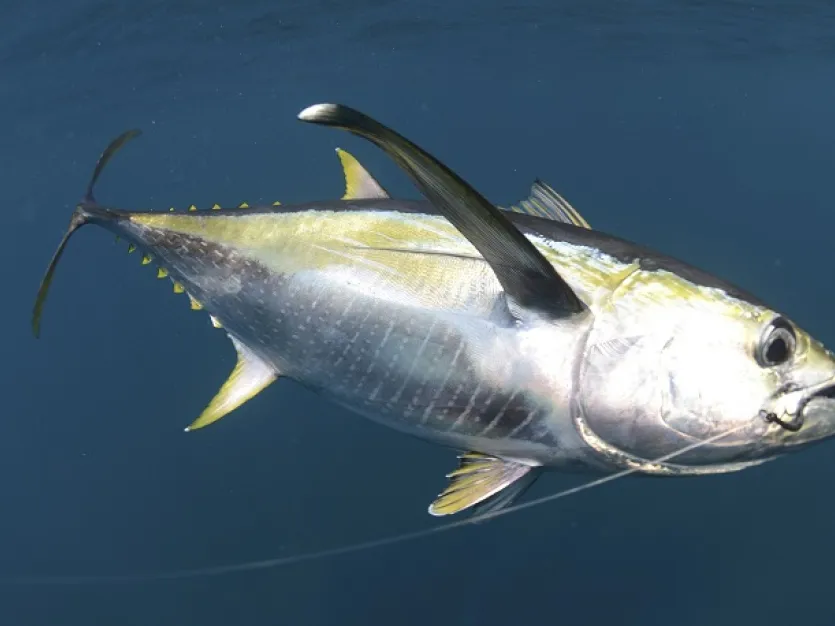 Sport Fish