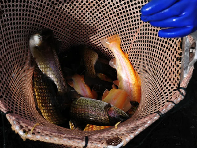 Brown, golden, and rainbow trout in a net