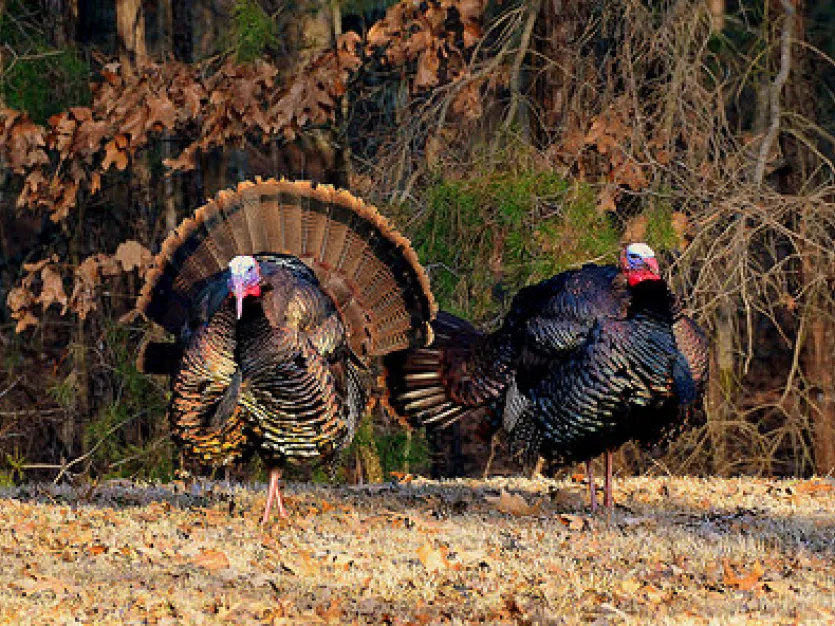 Two turkeys standing in a field