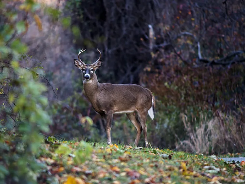 White-tailed buck standing in the grass