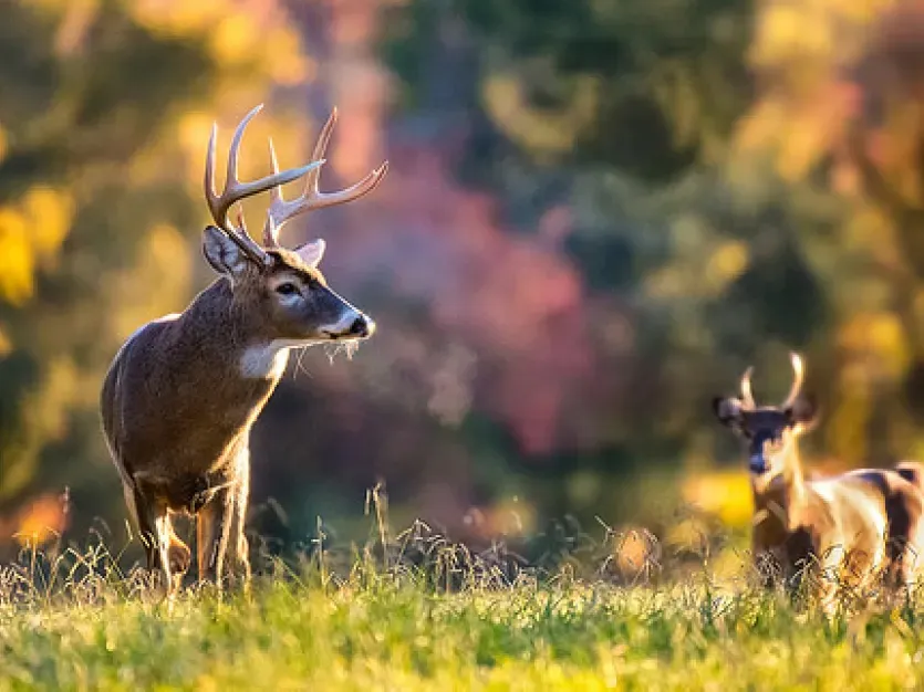 Two bucks standing in a field