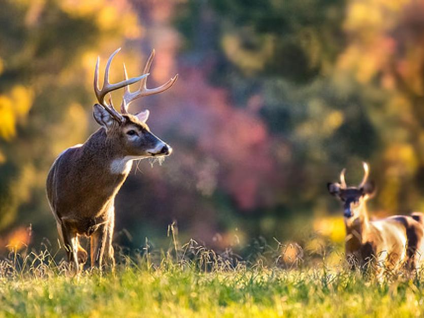 Two bucks standing in a field