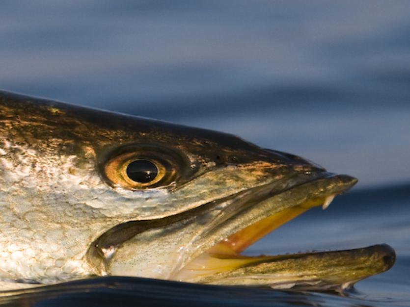 Hands holding a fish above the water