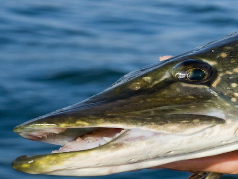 Hands holding a Northern Pike