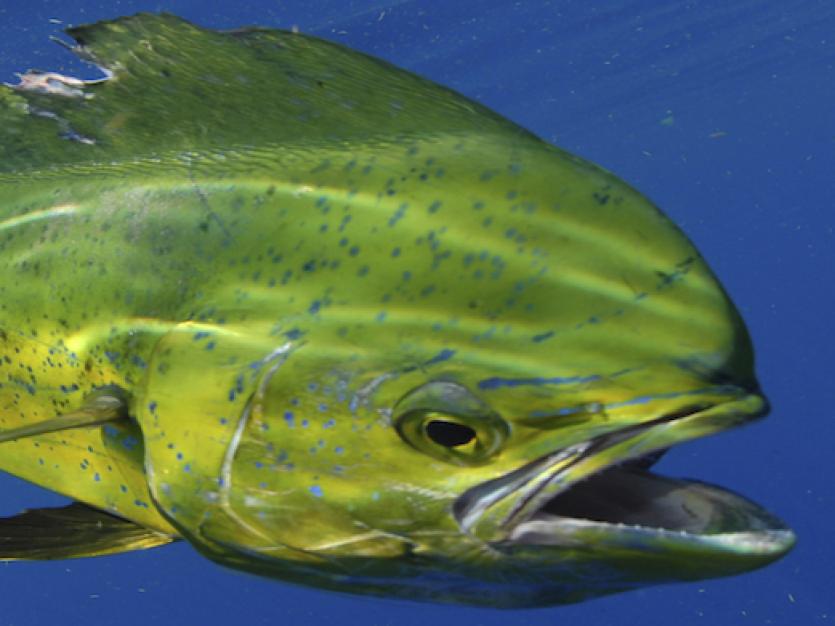 Mahi swimming in ocean