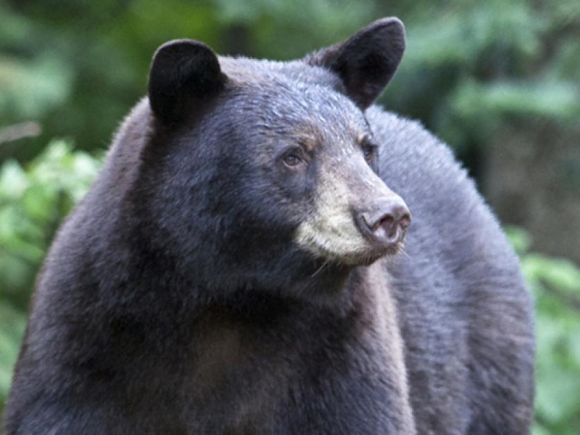 American black bear