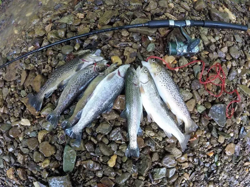 Trout