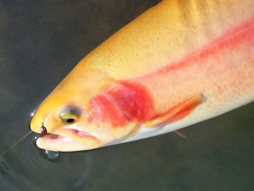 Catoctin Trout