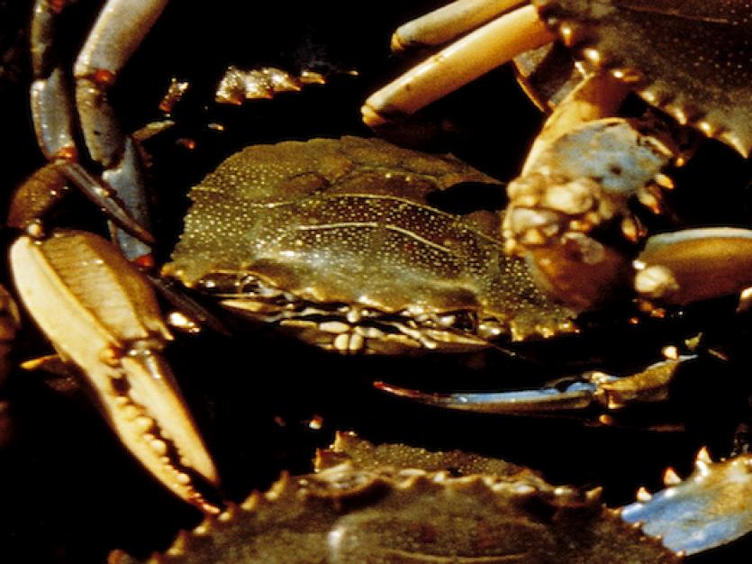 Bushel of blue crabs