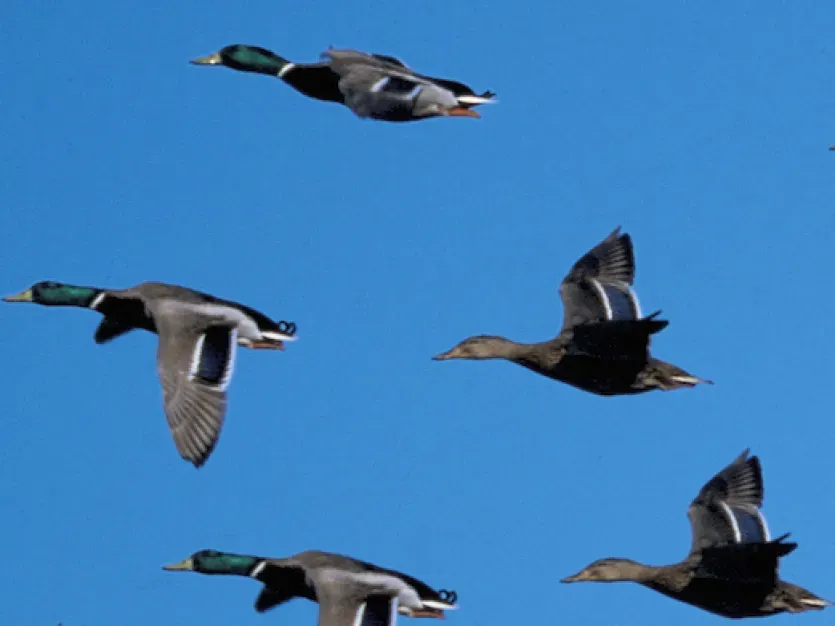 view of a flock of ducks flying south