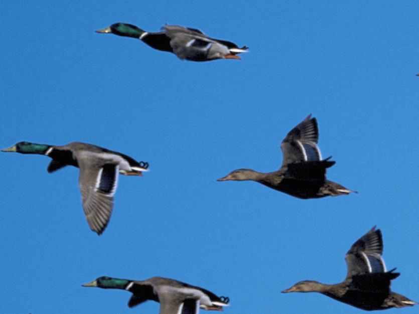 view of a flock of ducks flying south