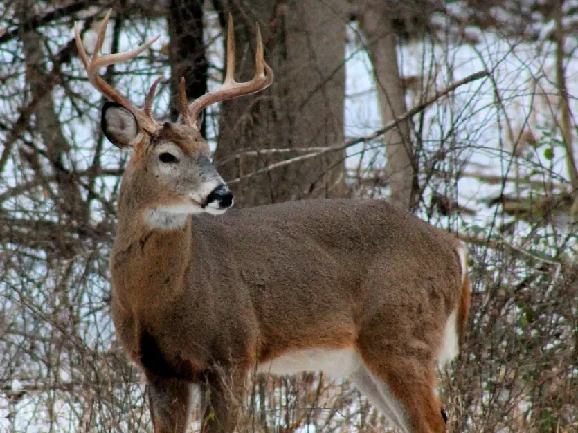 Deer
