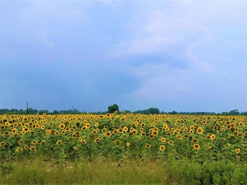 Experience the Flavor of Maryland’s Dove Season