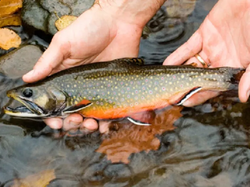 Hands holding a trout above a stream