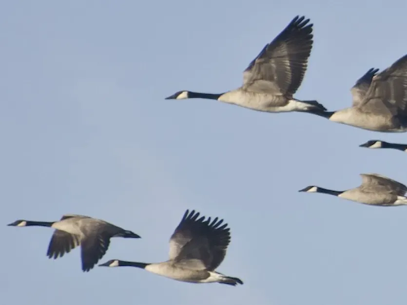 Flock of Canada Geese Flying in Blue Sky