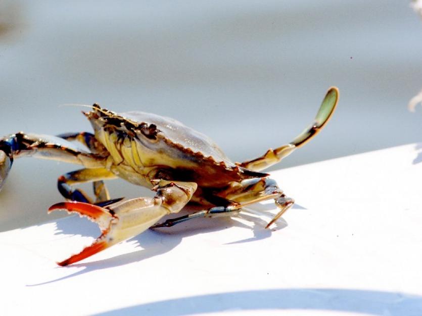 How to Run a Trotline for Crabs 