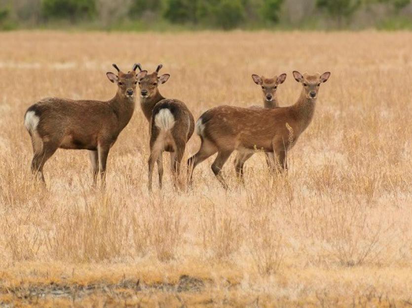 Sika Deer