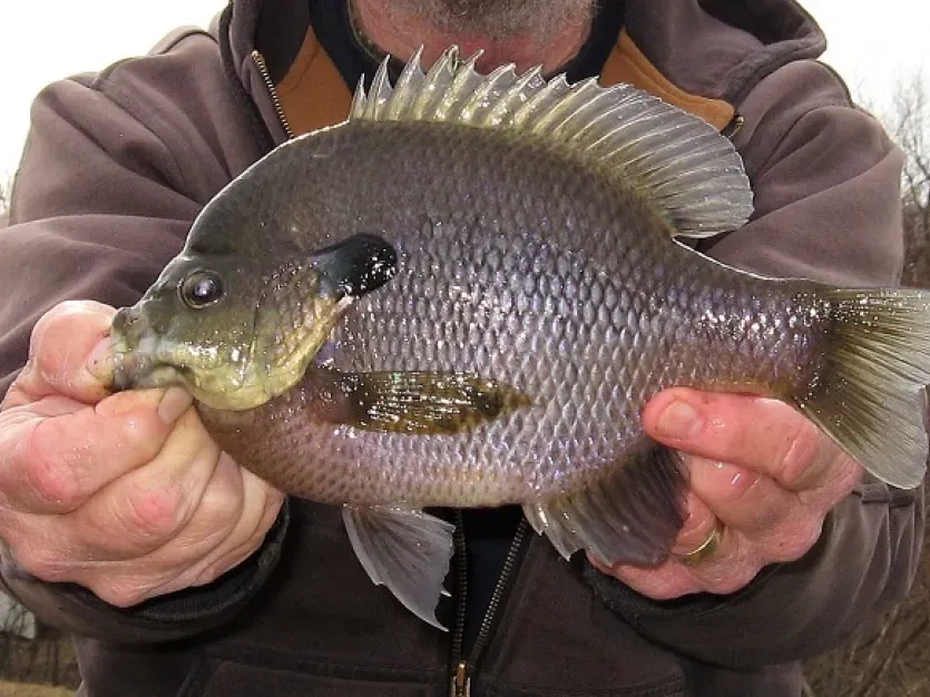 Winter Panfish