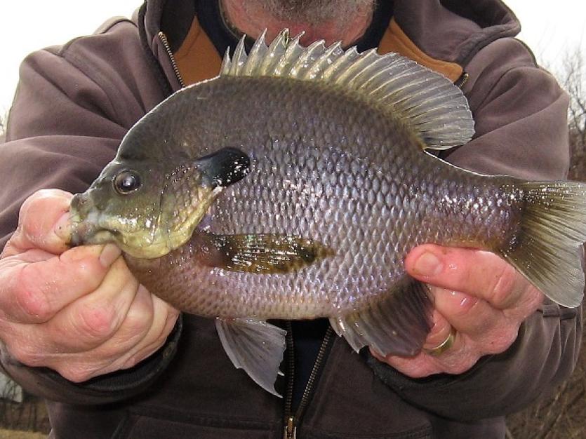 Winter Panfish