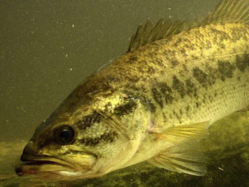 underwater largemouth bass fish