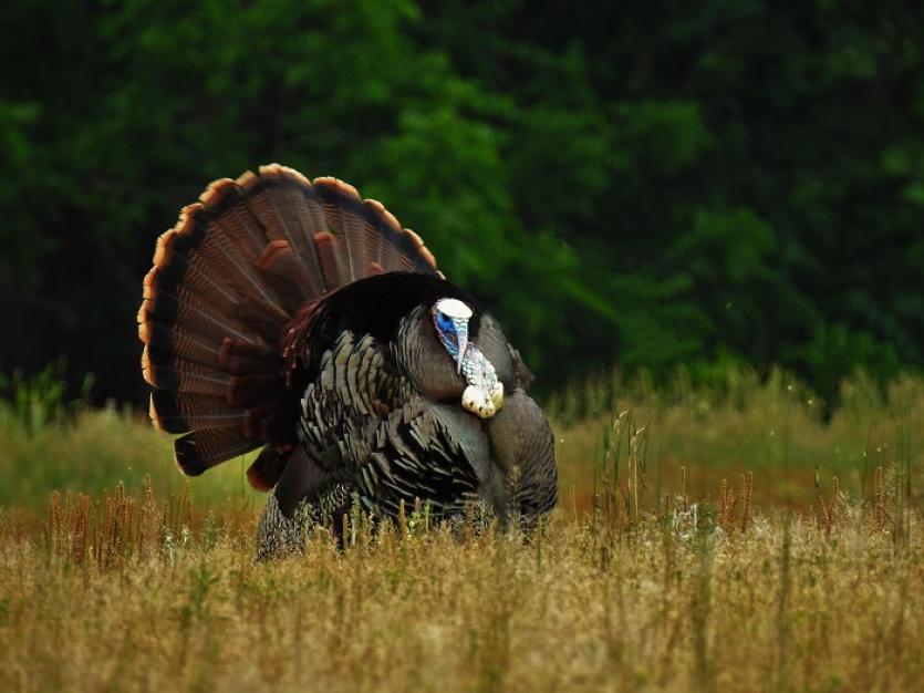 Turkey