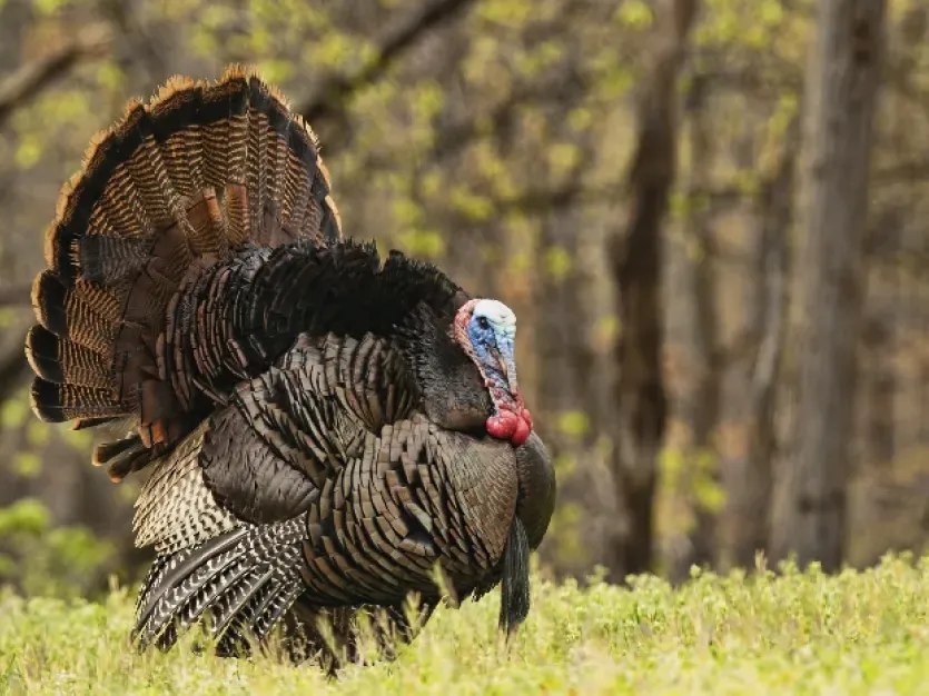 Fall Turkey Season