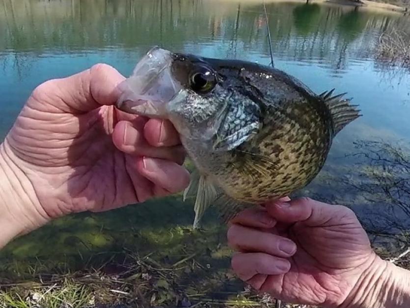 Crappies