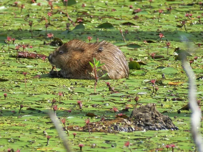 Muskrat