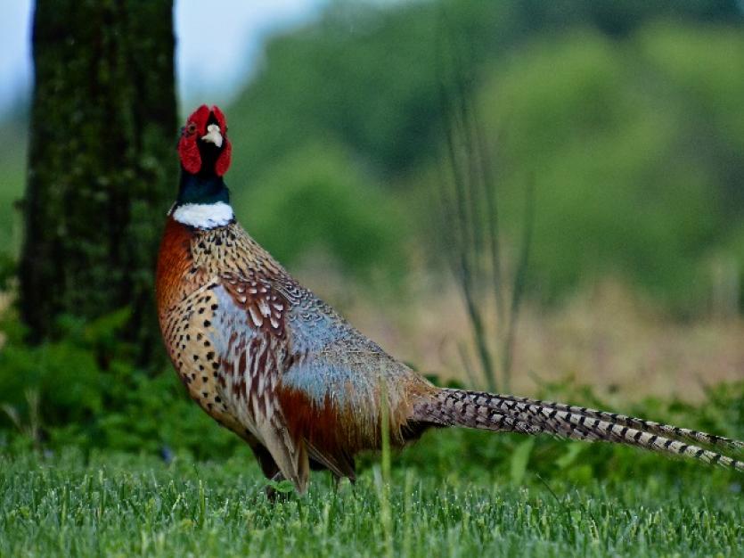 Pheasant hunt still provides unique experience