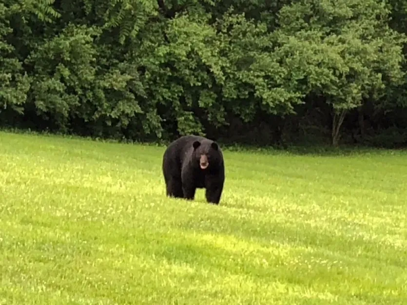 Bear