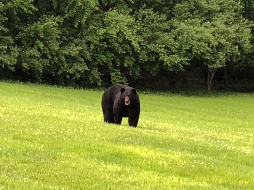 Bear