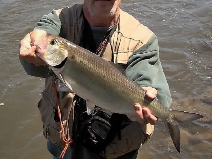 Hickory Shad