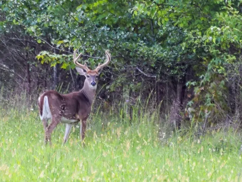 Large buck standing in a field