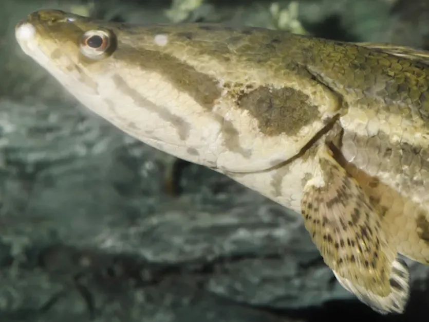 Snake Head Fish