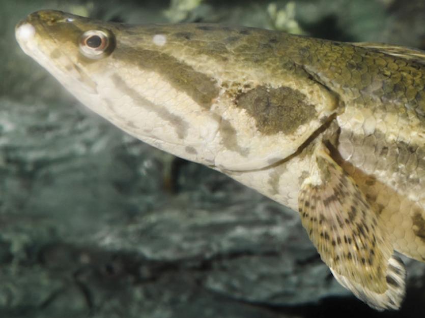 Snake Head Fish