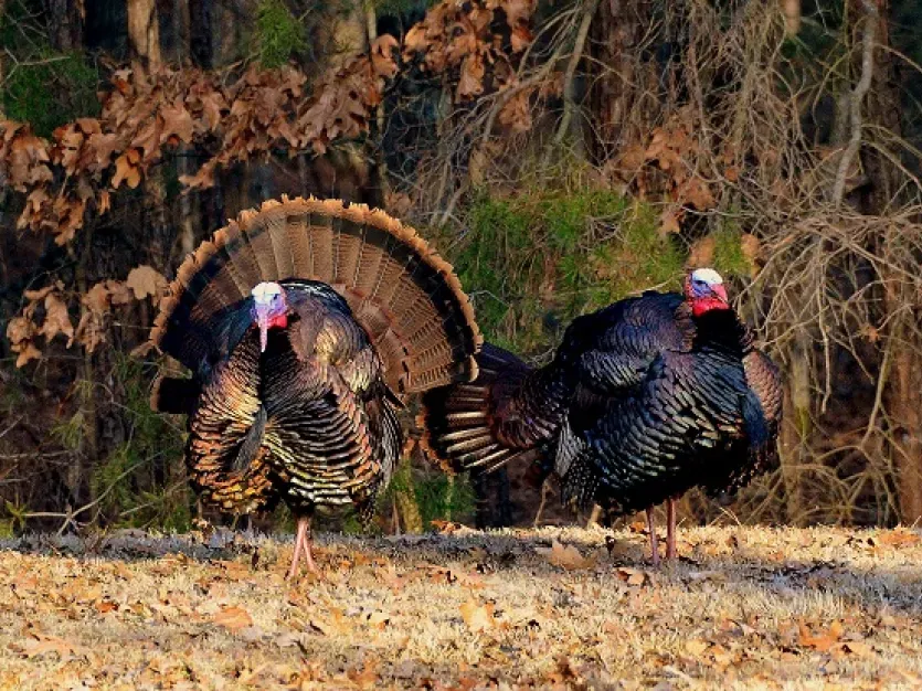 Spring Turkey Season