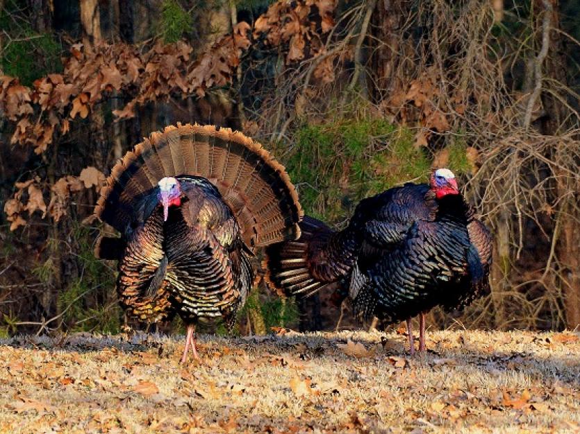 Spring Turkey Season