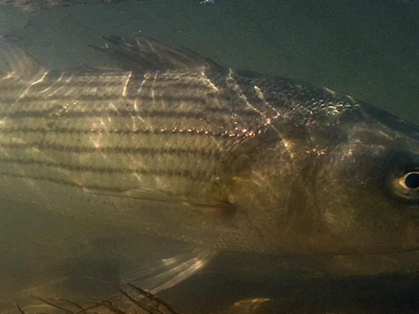 Striped bass swimming in shallow water