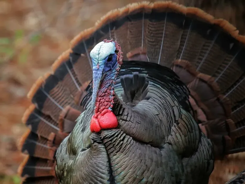 Spring Turkey