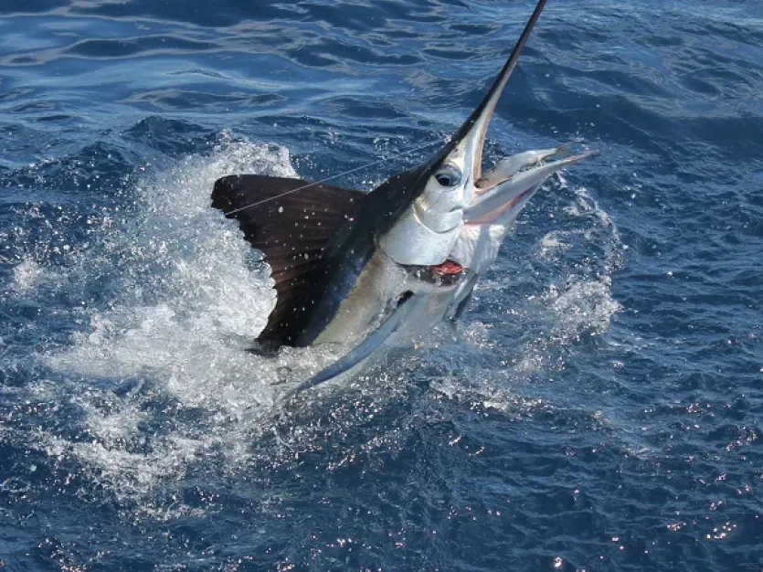 white marlin