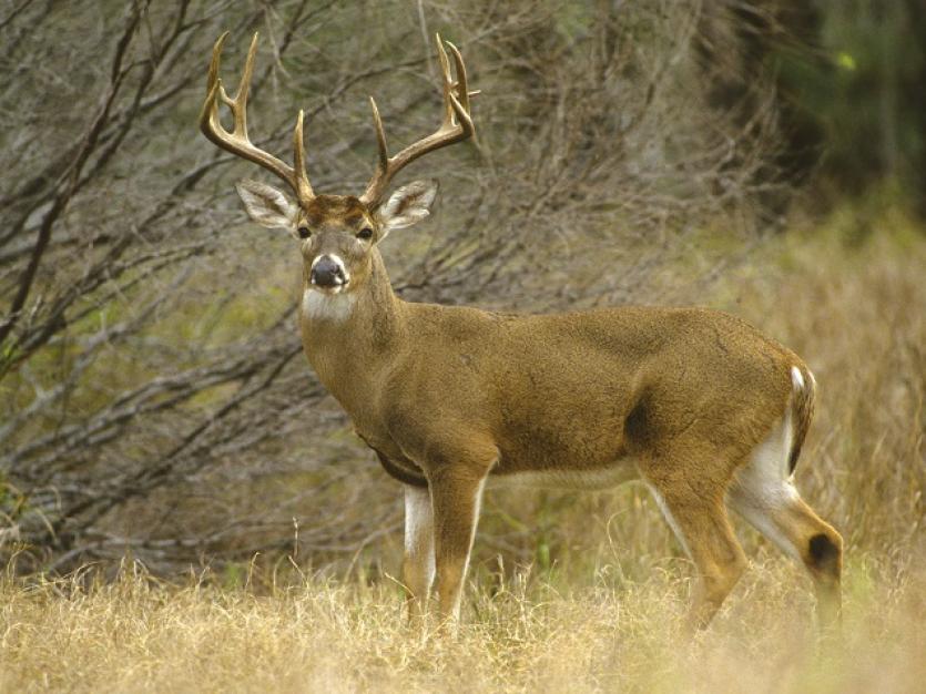 Deer Seasons & Bag Limits - Maryland Hunting