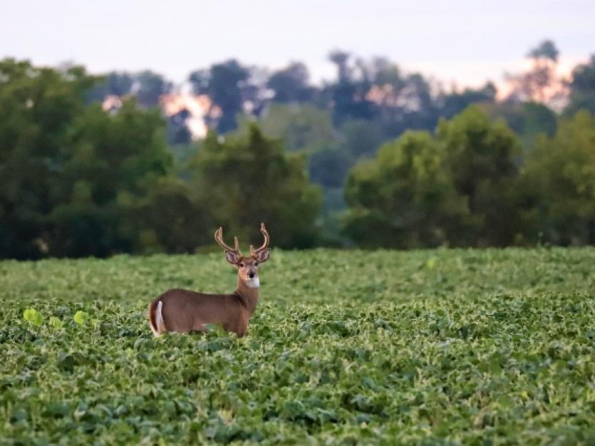 Top Public Lands to Hunt Deer in Central Maryland