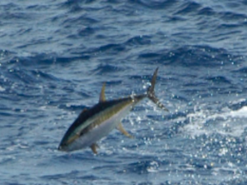 Leaping yellowfin tuna