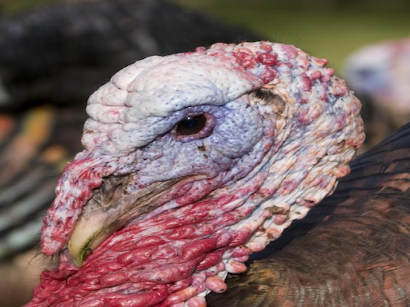 Close up of a turkey
