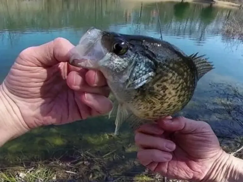 Hands holding a crappie