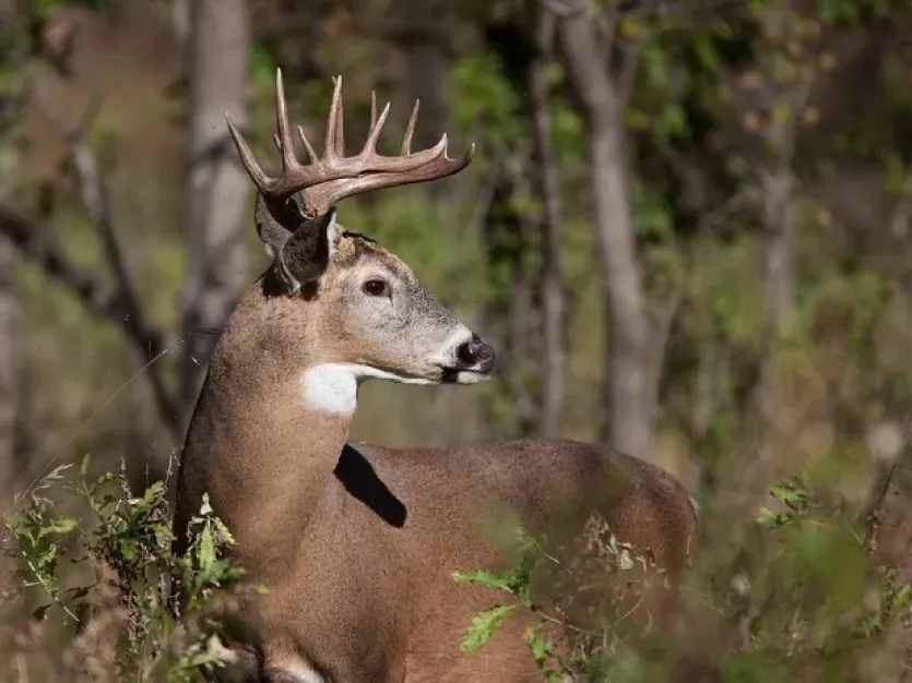 Deer in Western Maryland