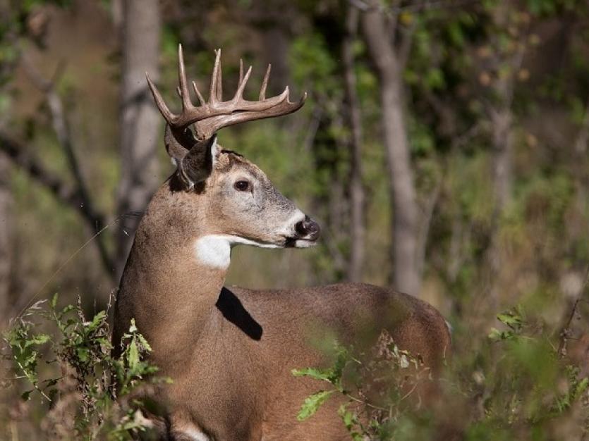 Deer Season 2024 Maryland - Leigh Natalie